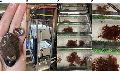Temperature-induced variations in dulse (Devaleraea mollis) nutrition provide indirect benefits on juvenile red abalone (Haliotis rufescens) Growth